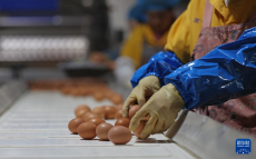 遼寧臺(tái)安：打造食品產(chǎn)業(yè)集群