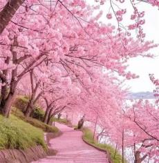 邵東官橋村千畝櫻花林迎來(lái)春游賞花熱潮