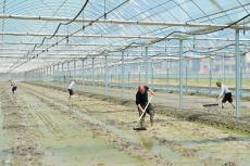 湖南隆回：超級稻基地播種新希望