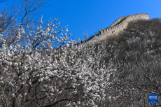 山花映長(zhǎng)城