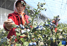 山東青島：小小藍(lán)莓果 致富金豆豆