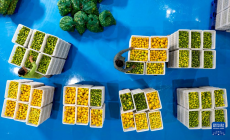 云南瑞麗：小檸檬成為致富大產(chǎn)業(yè)