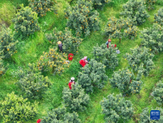 重慶石柱：萬(wàn)畝晚熟柑橘助農(nóng)增收