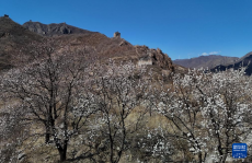 河北秦皇島：春到長(zhǎng)城花爛漫