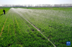 山東即墨：麥田春管忙
