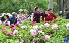 濟(jì)南：牡丹盛開游人來
