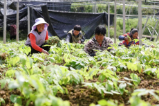 衡陽縣庫宗橋鎮(zhèn)：“龍頭引領(lǐng)”為林下經(jīng)濟再添新活力