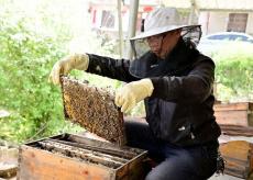 李義成養(yǎng)蜂助力鄉(xiāng)村產(chǎn)業(yè)發(fā)展