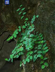 廣西發(fā)現(xiàn)瀕危植物新種恩城黑面神