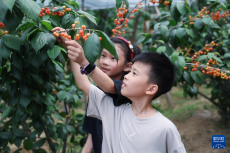 浙江諸暨：櫻桃豐收季 鄉(xiāng)村文旅熱