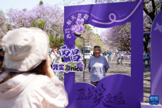 四川西昌：藍(lán)花楹下好春光