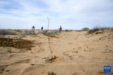 庫(kù)布其沙漠治沙忙