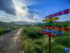 浙江建德：千畝茶園打造假日消費(fèi)新場(chǎng)景