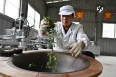 一片茶葉撐起村民“錢袋子”