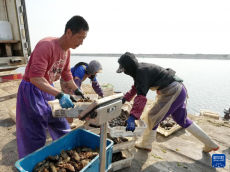 河北昌黎：海參收獲忙