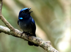 碩果累累！福建天寶巖十年新添68種鳥類新記錄種