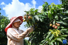 海南荔枝暢銷海外