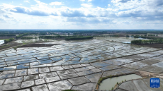 內(nèi)蒙古扎賚特旗：水稻迎來插秧季