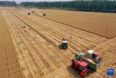 麥田機(jī)收大“比武” 減損節(jié)糧助增收