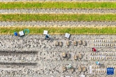 初夏時(shí)節(jié)插秧忙