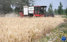 山東：“三夏”大忙進(jìn)行時(shí)