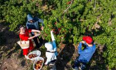 安徽廬江：盛夏來(lái)臨 黃桃飄香