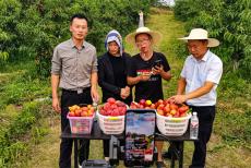 安徽廬江：書記四人尋 帶貨助農(nóng)忙