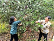 湖南隆回：黨建引領(lǐng)“楊梅紅”激活“農(nóng)旅融合”密碼