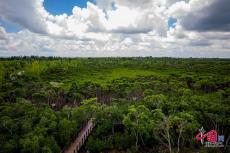 從“退塘還林”到“固碳綠灣” 東寨港紅樹林逆襲之路