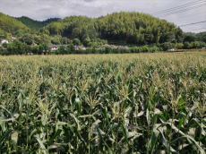 福建永安：畬鄉(xiāng)“黃金”夢?甜蜜振興路