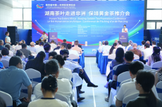 中非經(jīng)貿(mào)博覽會：保靖黃金茶邁向“出?！毙抡鞒?  