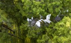 安徽廬江：聰明鷺鳥藏身樹蔭度盛夏