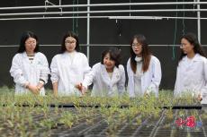 “胡楊公主”李志軍 讓“沙漠衛(wèi)士”快速成長