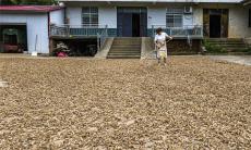 安徽廬江：金蟬花 助增收