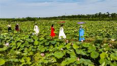 安徽廬江：全域旅游助推鄉(xiāng)村振興