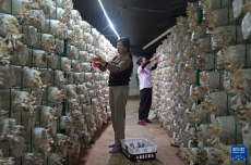 江西南昌：小菌菇撐起鄉(xiāng)村振興“致富傘”