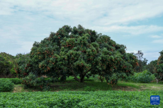 48小時“鮮”達(dá) 嶺南荔枝香飄迪拜