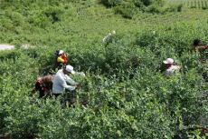 赫章大灣子村藍(lán)莓：土著益生菌酵素助力增產(chǎn)超兩成