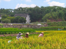 岳屏鎮(zhèn)山林村：稻谷收割正當(dāng)時，農(nóng)忙繪就振興景