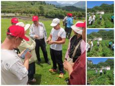 土著益生菌再顯神奇 | 赫章興發(fā)種植馬鈴薯測(cè)產(chǎn)增八成