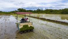 安徽廬江：大暑時(shí)節(jié)搶栽“雙晚”