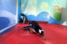 張家界黃龍洞景區(qū)“萌寵避暑季”活動啟動