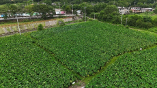 福建永安：“小芋頭”助農(nóng)奔向富“芋”生活  