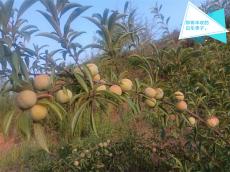 六大河?特寫(xiě)篇 | 鎮(zhèn)雄白車(chē)：探尋紅色路 迎來(lái)桃李香