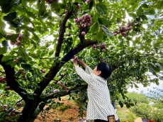 福建永安：萬(wàn)畝好“李”美了山村富了民