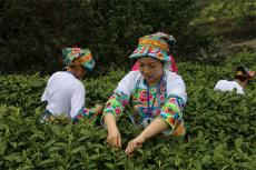 桃花山上的茶香與遠方——苗族女子龍潔格的14年創(chuàng)業(yè)史詩