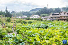 重慶梁平：生態(tài)產(chǎn)業(yè)化助推青山變“金山”