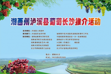 湖南湘西：葡萄托起瀘溪夢 省會長沙展風(fēng)采