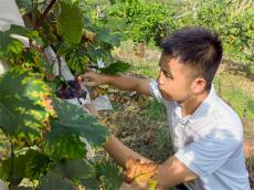湖南瀘溪青年楊世民：讓獅子山葡萄香飄全國