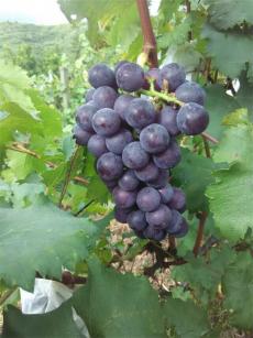 葡萄溝里走出的“領(lǐng)頭羊”